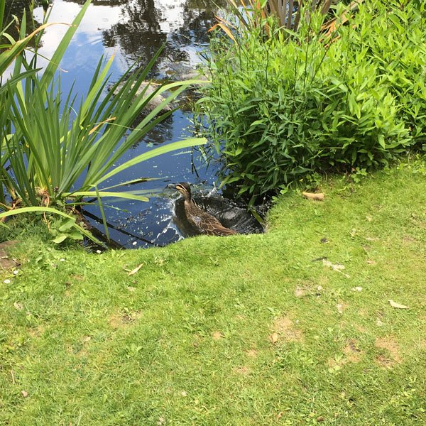 duck-swimming-in-water
